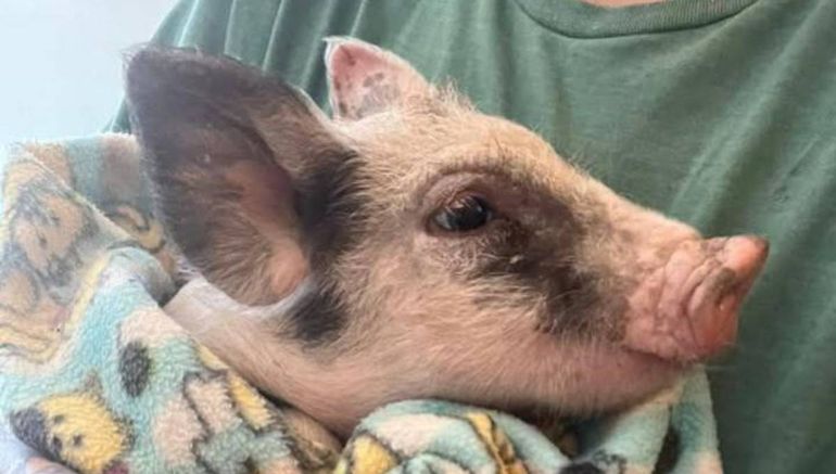 Una vecina del Alto Valle rescató al cerdito.