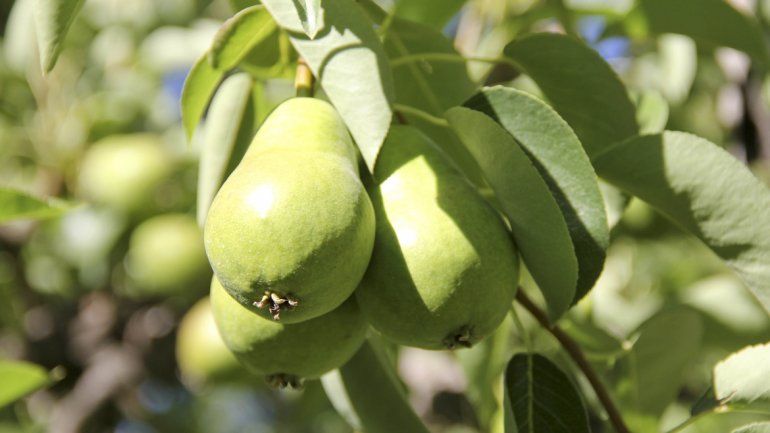 Quieren que las frutas del Alto Valle lleguen a todas las escuelas del país.