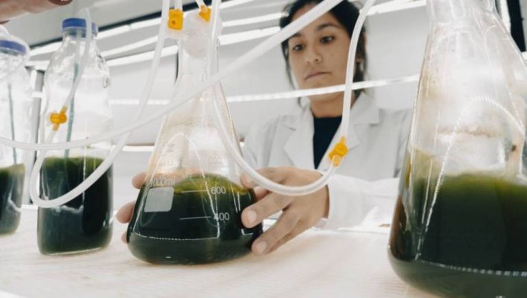 Las propiedades de los erizos de mar se volcaron a la elaboración del nuevo suplemento.