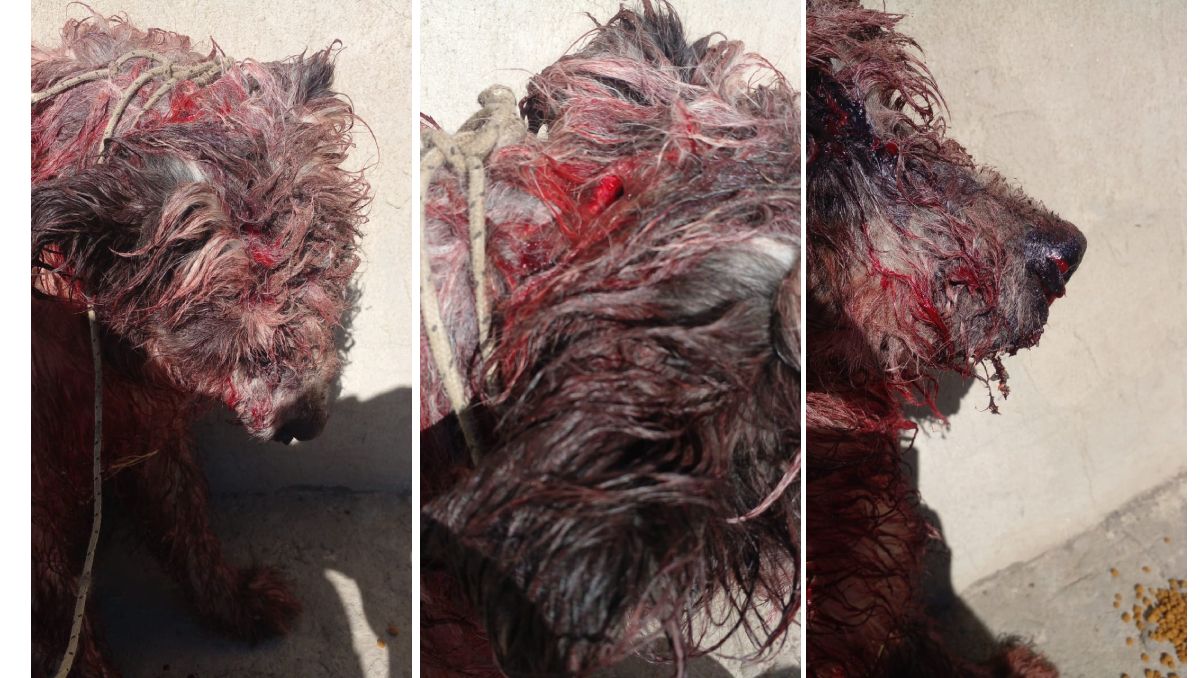 Detuvieron al hombre que atacó con un machete a su perro