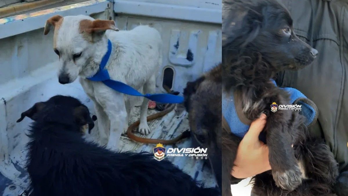 Maltrato animal: tenía 8 perros encadenados y abandonados