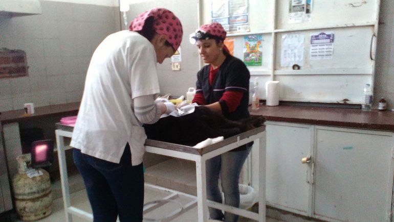 Las Perlas, cerca del quirófano móvil para mascotas