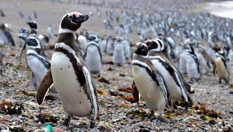 El proyecto de Patagonia Azul y el Conicet muestra la vida de pingüinos de Magallanes llegan cada año a Chubut desde Brasil.