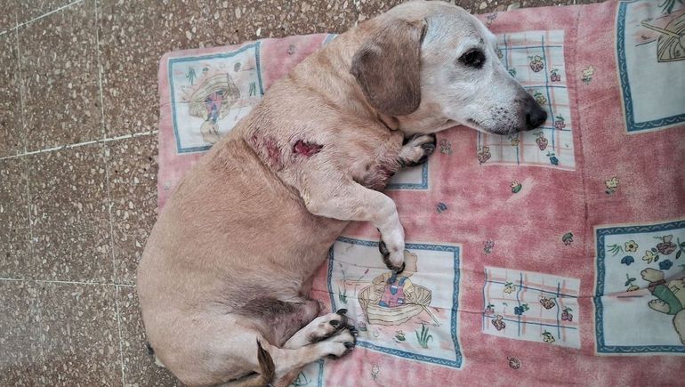 El pequeño Salchicha sufrió mordidas del San Bernardo. El pequeño Salchicha sufrió mordidas del San Bernardo.
