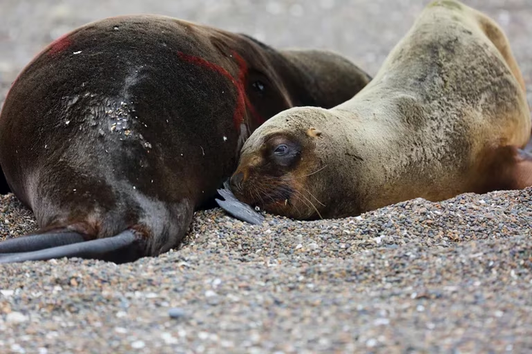 Los lobitos marinos la pasan mal en Las Grutas y toda la costa rionegrina por la Gripe Aviar. Foto Google. Los lobitos marinos la pasan mal en Las Grutas y toda la costa rionegrina por la Gripe Aviar. Foto Google.