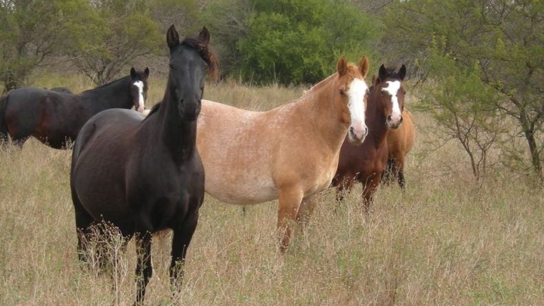 Mientras el país consolida su lugar como segundo exportador mundial de carne equina, la Patagonia atraviesa una marcada pérdida de competitividad y volumen exportado. | LMCipolletti.com Mientras el país consolida su lugar como segundo exportador mundial de carne equina, la Patagonia atraviesa una marcada pérdida de competitividad y volumen exportado.