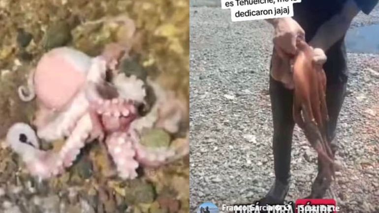 Estiman que el pulpo hallado en el muelle de San Antonio Oeste pesó cerca de 2 kilos y midió al menos 2 metros.&nbsp;