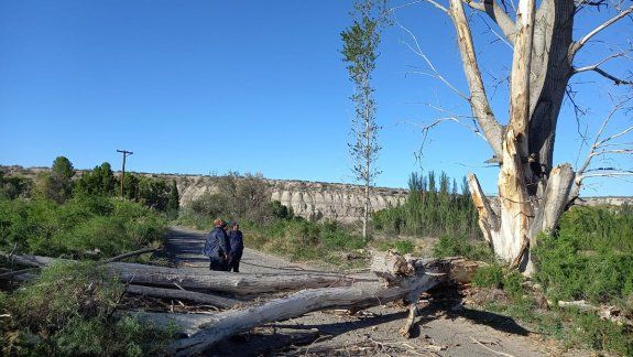 Villa Manzano se quedó sin luz ni agua por la caída de árboles