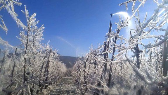 Heladas: en Fruticultura temen daños graves