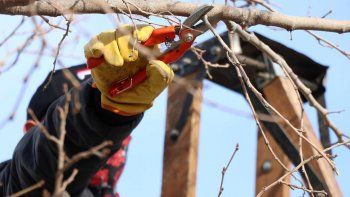 se agotaron los cupos para el curso de poda de frutales