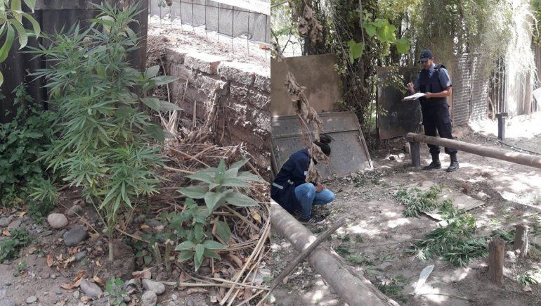 Encontraron una moto robada y plantas de marihuana en un allanamiento