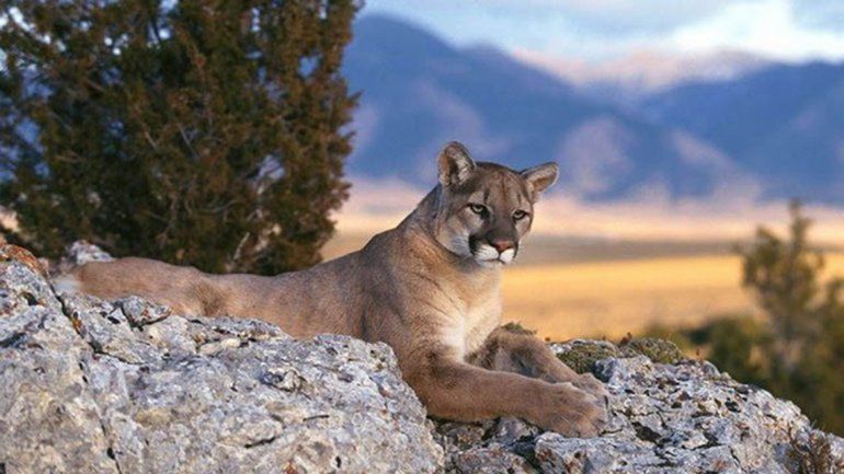 Lago Mascardi: cerraron campings por la presencia de pumas