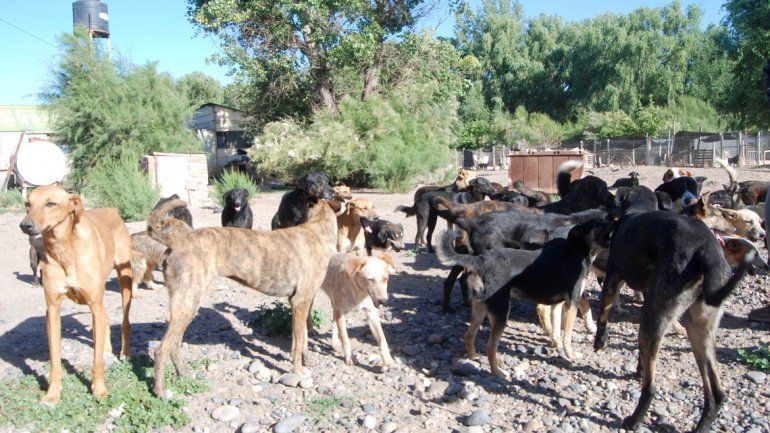 Continúa la campaña de esterilización de gatos y perros en la ciudad&nbsp;