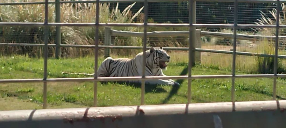 Robo a la jaula de los tigres: la causa no tiene detenidos