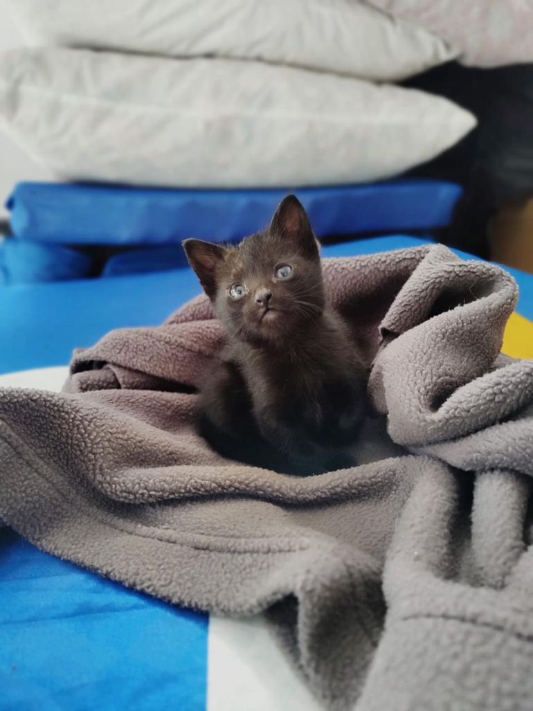 Los voluntarios de ACPRA se dividen entre los que asisten a perros y gatos. 