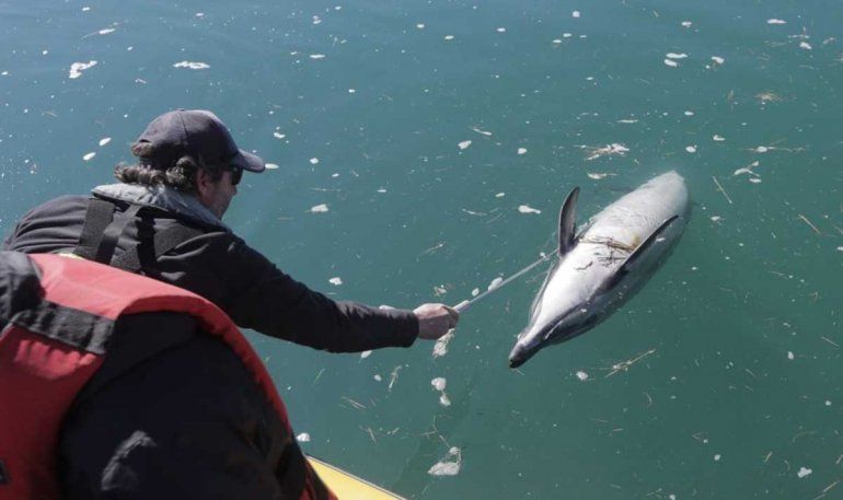 Siguen apareciendo delfines muertos: ya son cerca de 35