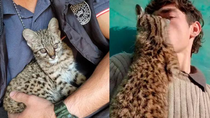 mostraba en las redes su mascota y en un allanamiento se lo quitaron