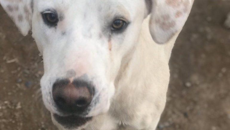 Bronca porque la Muni levanta perros de la calle y los encierra