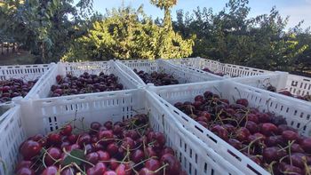 El aumento histórico de la oferta, la presión en los precios y la calidad desigual marcan una temporada decisiva para la industria.
