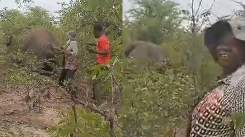 Klaudia Mwaala, junto a ocho personas, siguió al elefante macho después de que fuera baleado la noche anterior.
