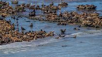 Una de las colonias de lobos marinos de un pelo más importantes de Sudamérica, está en Punta Bermeja. Foto: Matías Acuña.