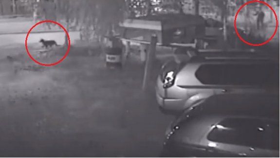 Terror: un joven armado corre a los perros por la calle para mutilarlos