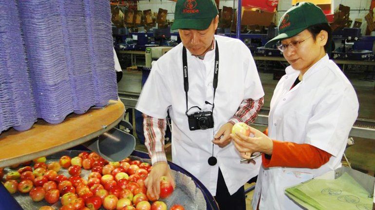 Los chinos inspeccionan la calidad de la fruta antes de la exportación.