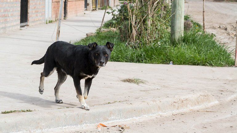 Destacan el plan de castraciones masivas para abril