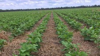 cultivo de porotos.jpg