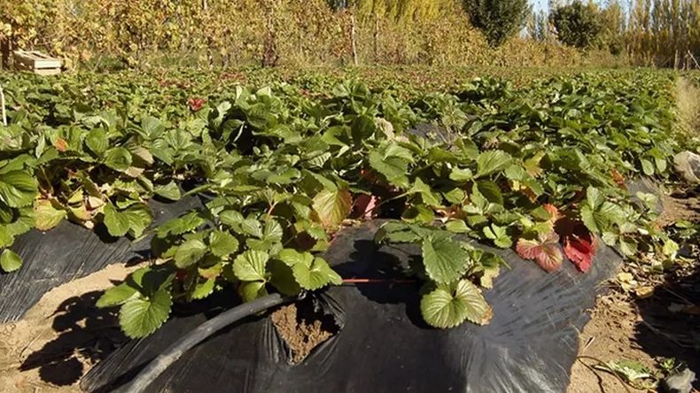 Los productores de fruta fina, que usan riego por goteo, podrán acceder hasta un 30% de reducción en sus facturas del Epen.
