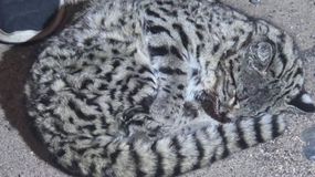 La conmovedora historia del rescate del gato montés malherido en plena Ruta Nacional