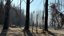 La declaración implica una serie de beneficios para acompañar a los productores rurales afectados por los incendios forestales en la zona. Foto: prensa Río Negro.