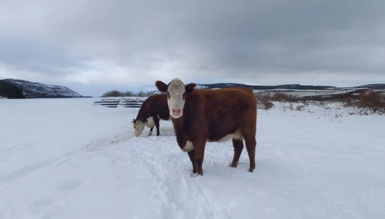 Gran parte del ganado vacuno se perdió por las fuertes nevadas.&nbsp;