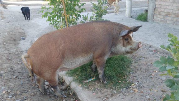 Una chancha salió a pasear por las calles de Allen y se hizo viral