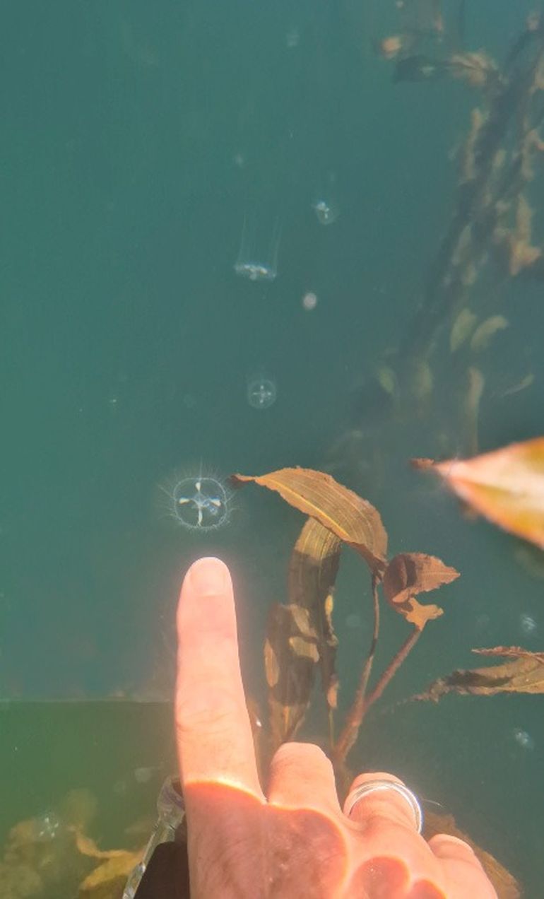 La nueva especie fue descubierta en la laguna Bullines.