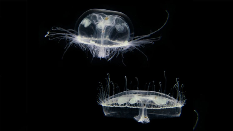 Se trata de la especie Craspedacusta Sowerbii