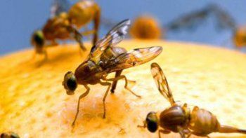 detectan un brote de mosca de los frutos en cinco saltos
