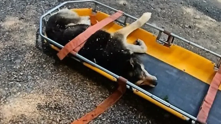 Gentileza: El Cordillerano.  | LMCipolletti.com Gentileza: El Cordillerano.