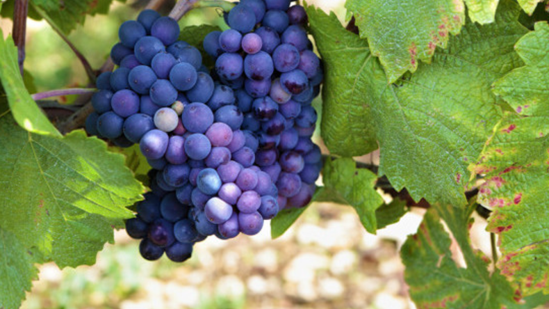 El Pinot Noir se perfila como una herramienta estratégica para captar segmentos de alto valor.