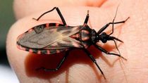 un medicamento contra el cancer podria ser clave para tratar el chagas cronico