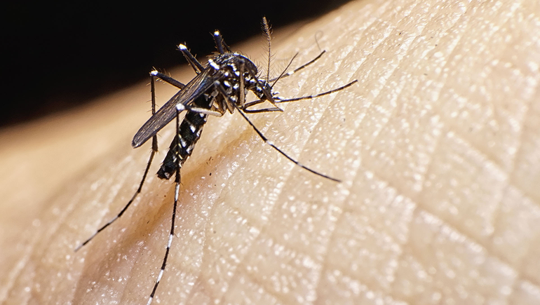 Dengue en Argentina: los casos aumentaron un 252% en una semana