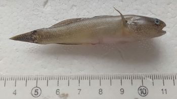 El gobio capturado en la zona de Viedma, en el río Negro, mide entre 5 y 8 centímetros. 