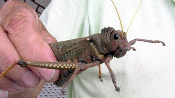 Alertan por plaga de insecto caníbal en la Patagonia