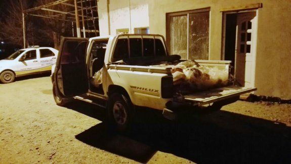 Decomisaron 40 costillares de La Pampa que iban hacia Neuquén