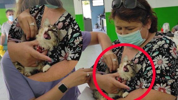 La vacunación animal dejó una postal digna de memes