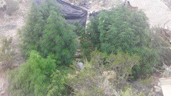 Las plantas de marihuana secuestradas en la toma. Las plantas de marihuana secuestradas en la toma.