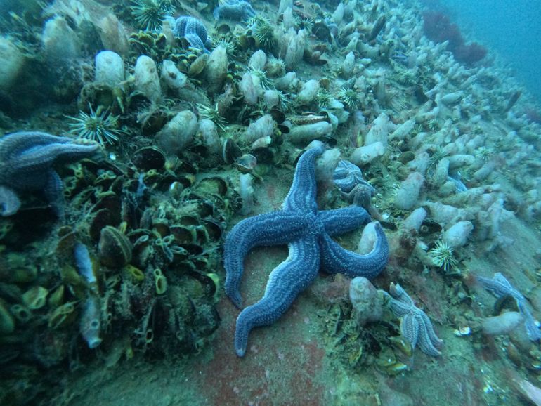 Las aguas del Golfo San Matías son ideales en cuanto a calma y transparencia en esta época del año.