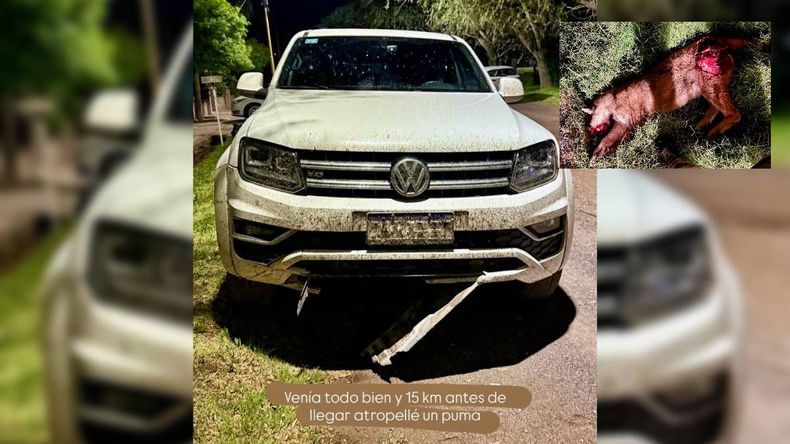 La camioneta que atropelló al puma en una ruta de San Martín de los Andes.