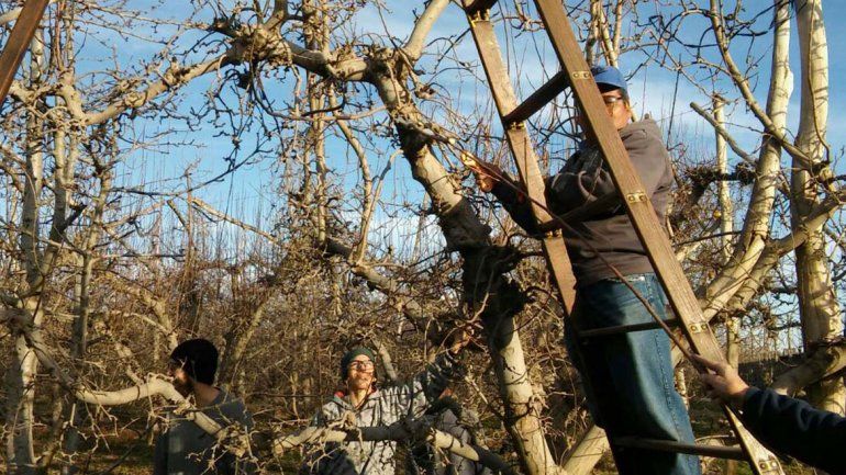 Después del curso de poda habrá talleres de raleo y cosecha.
