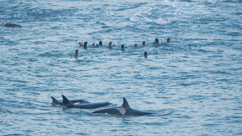 El encuentro sucedió en la costa de Viedma, cerca de La Lobería, una zona de caza de orcas. El encuentro sucedió en la costa de Viedma, cerca de La Lobería, una zona de caza de orcas.